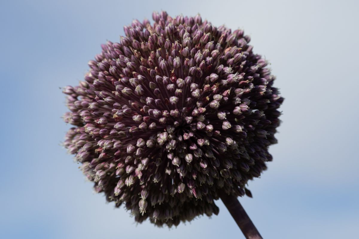 A flower in front of the sky