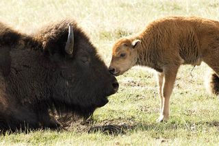 Mama? A young bison and mother. Both sexes have horns.