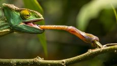 Chameleon catching a meal with its tongue.