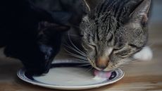 A black cat and tabby cat drink milk from a saucer. 