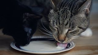 A black cat and tabby cat drink milk from a saucer. 