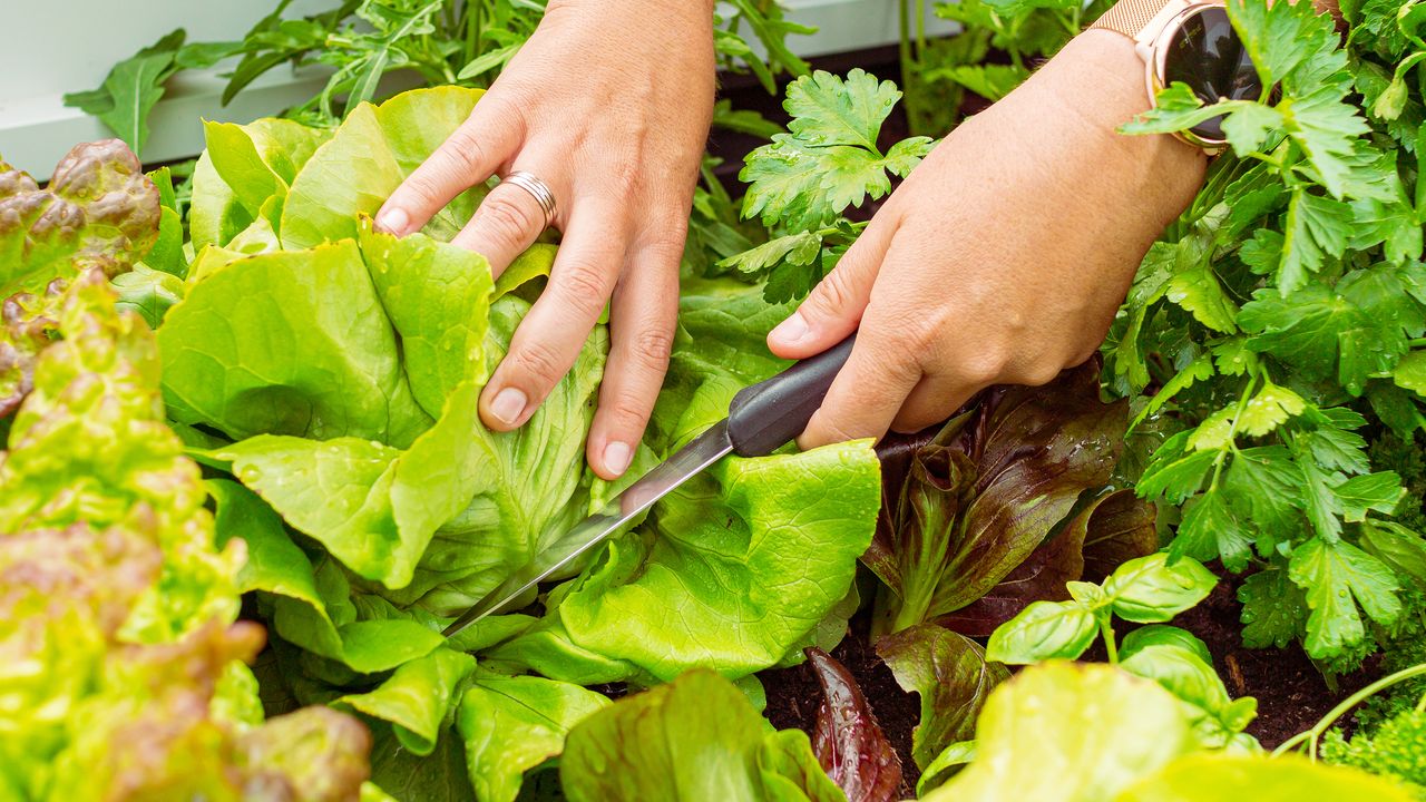 Trimming lettuce leaves and parsley in the kitchen garden