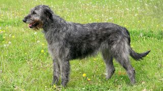 Irish Wolfhound stood outside