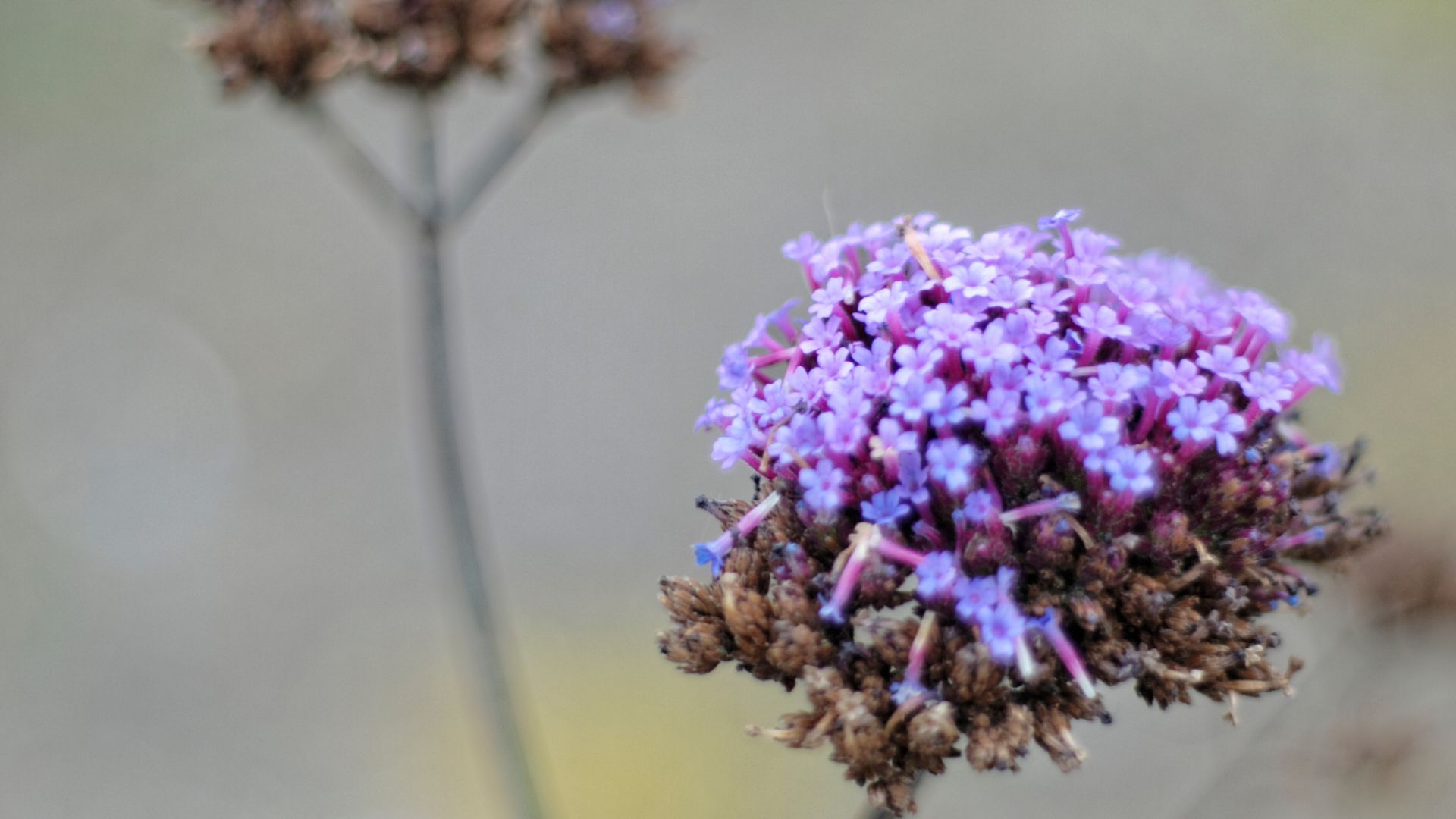 picture of wilting verbena flower