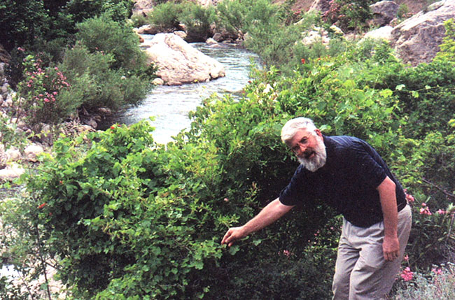 patrick mcgovern, ancient wine