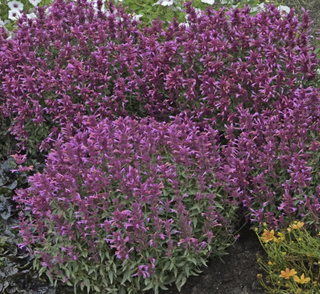 flowering purple Agastache plants