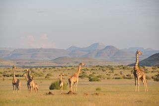 An Angolan giraffe herd in Damaraland, in northwest Namibia.