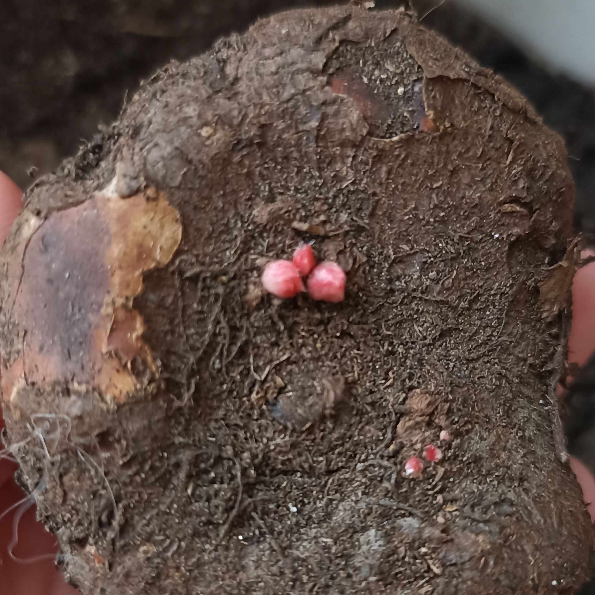 begonia tubers sprouting