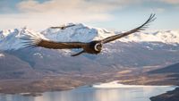 Condor in flight above lake in mountainous region.