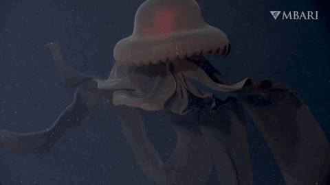 The phantom jellyfish (Stygiomedusa gigantea) is one of the ocean's most elusive animals.