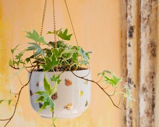 sass & belle hanging bee planter with ivy