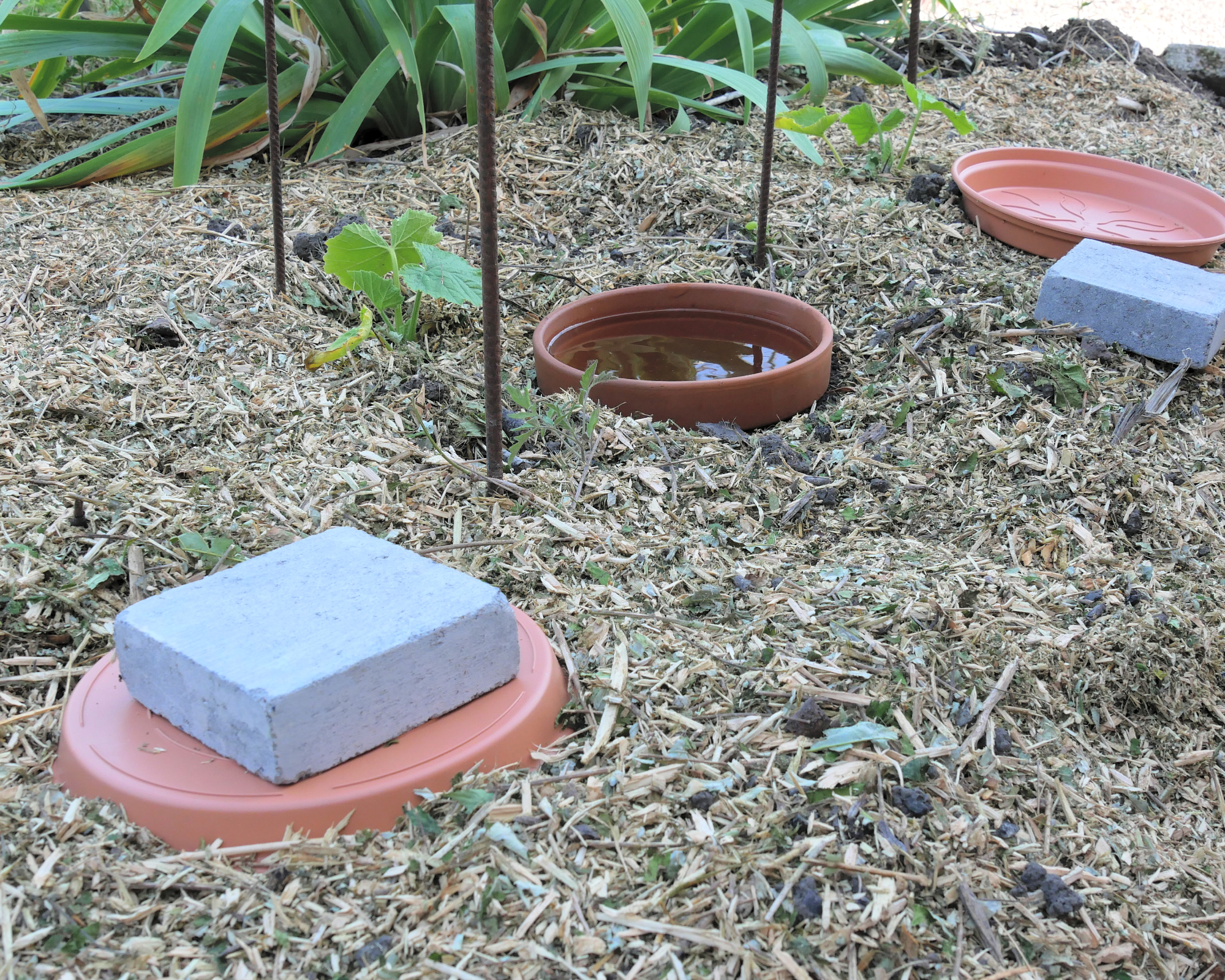 DIY continuous jar watering system, called oyas or ollas, around young vegetable plants, on mulched soil.