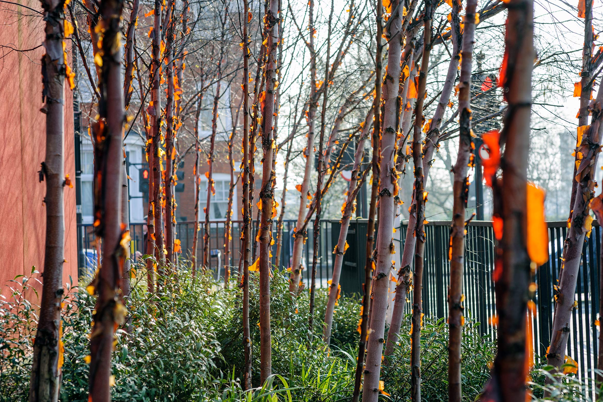 Maggie&#039;s West London, an orange structure and its mature garden