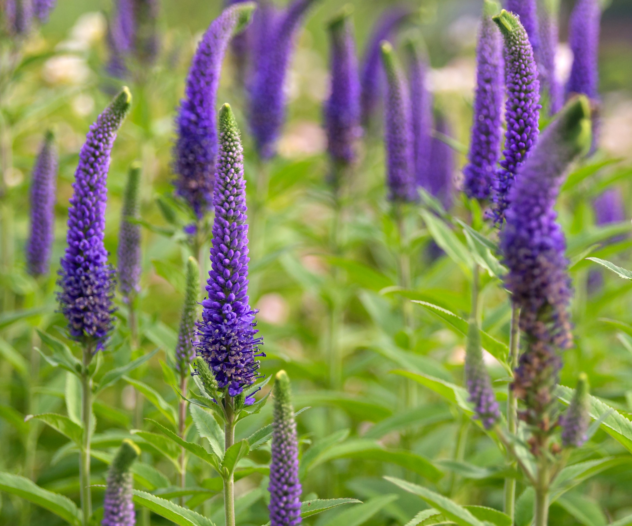 Purple veronica flowers in a sunny garden border
