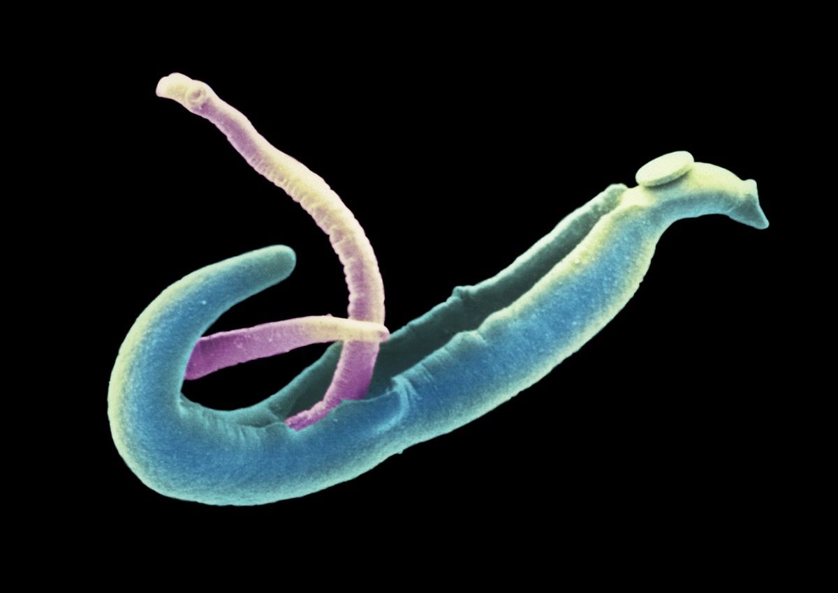 An scanning electron microscope (SEM) scan showing an adult female (pink) and male (blue) &lt;em&gt;Schistosoma mansoni&lt;/em&gt;. The female worm lies in a groove on the male&#039;s back.