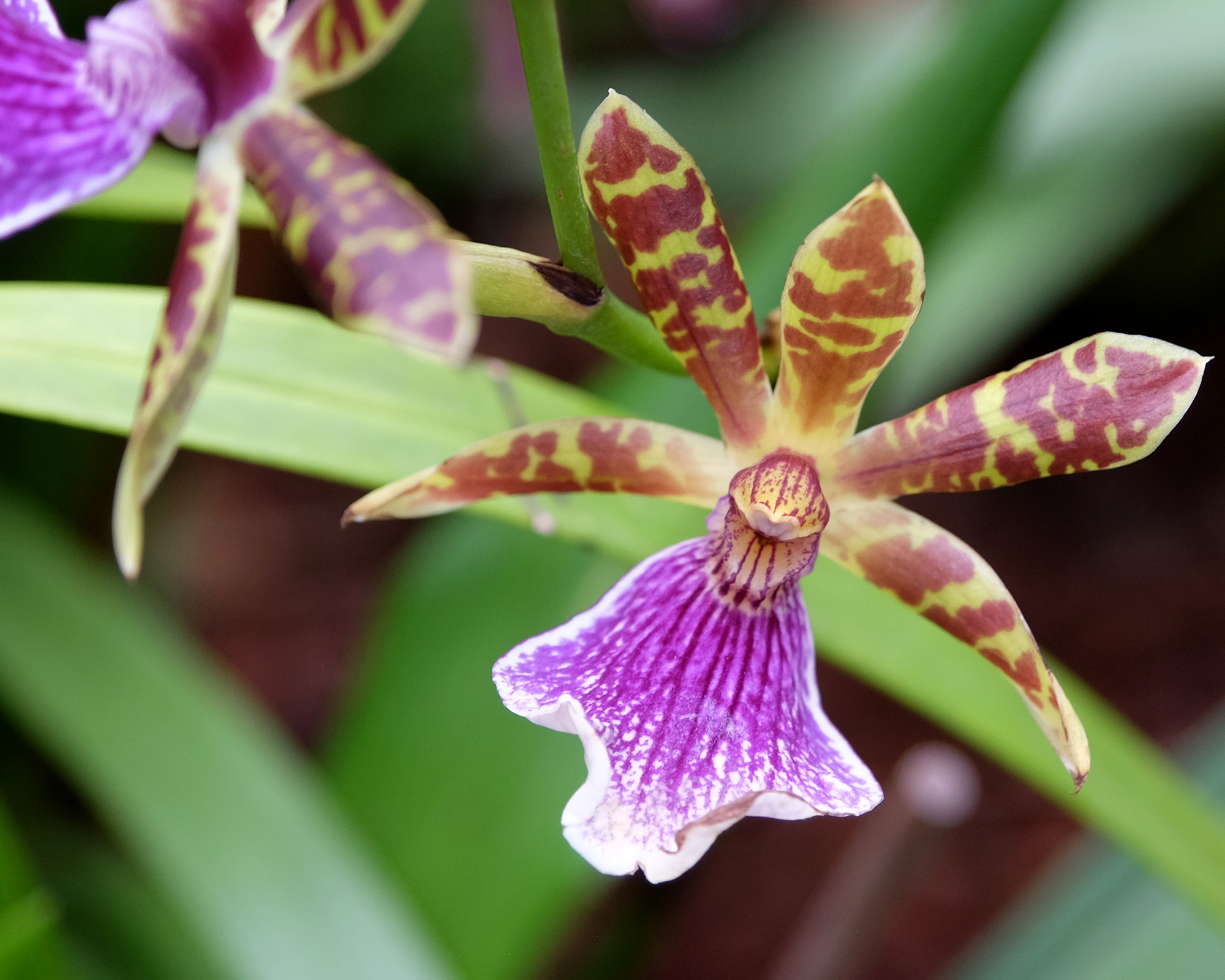 Zygopetalum orchid flowers