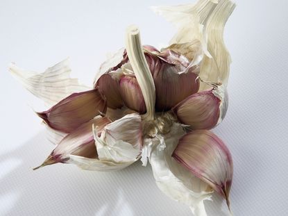 garlic landscape.jpg