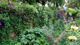 Wall in garden covered in climbing plants