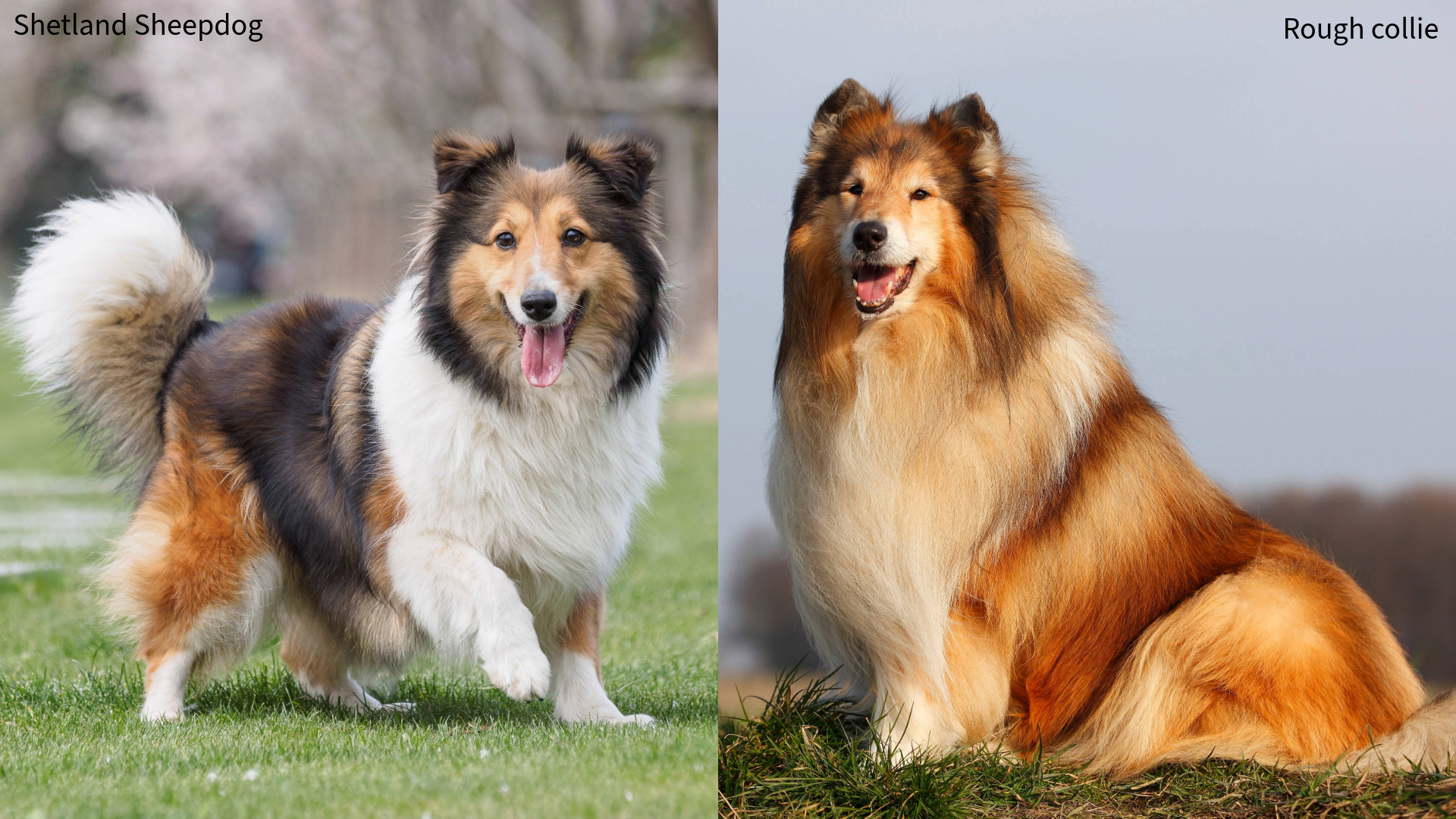 Collage of a Shetland Sheepdog and rough collie