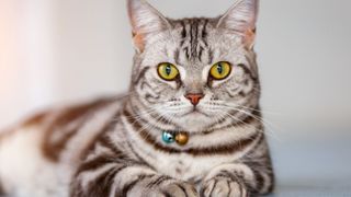close up of an American shorthair cat wearing a bell collar