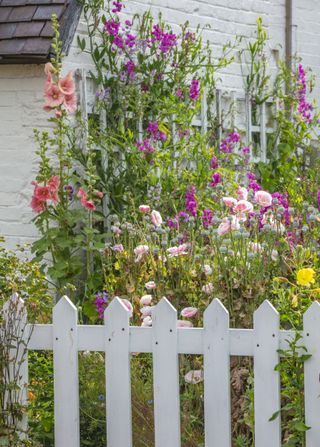 cottage garden hollyhocks, poppies and sweet peas
