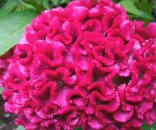 Pink cockscomb flower
