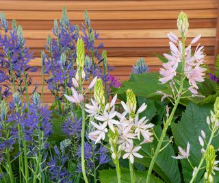 Camassia leichtlinii flowers