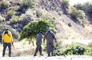 U.S. Forest Service and Santa Barbara Sheriff's Department eradicate a large marijuana operation. Thirty law-enforcement personnel were involved in the joint operation as well as helicopters assigned to the sheriff’s department and the aviation support unit.
