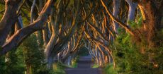 Northern Ireland, near Ballymoney, alley and beeches, known as Dark Hedges