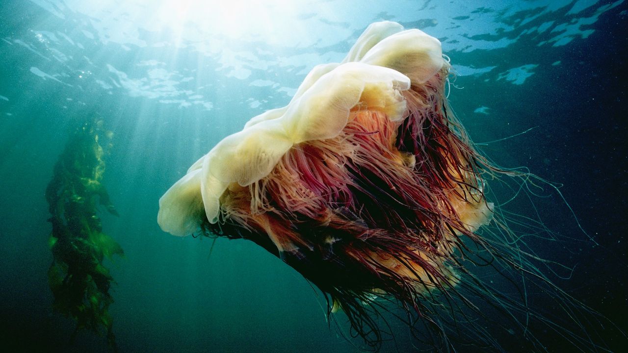 Lion&#039;s mane jellyfish.