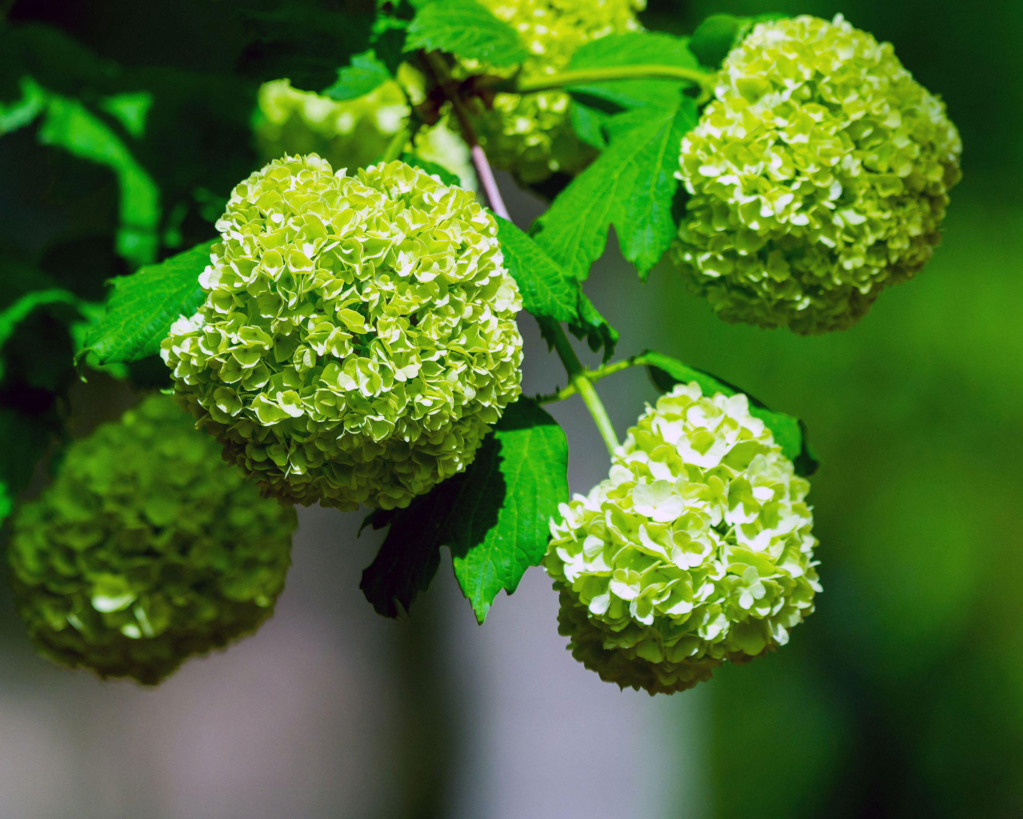 Closeup of green hydrangea or Hydrangea macrophylla are blooming in spring and summer at a town garden. The Japanese call this Ajisai flower