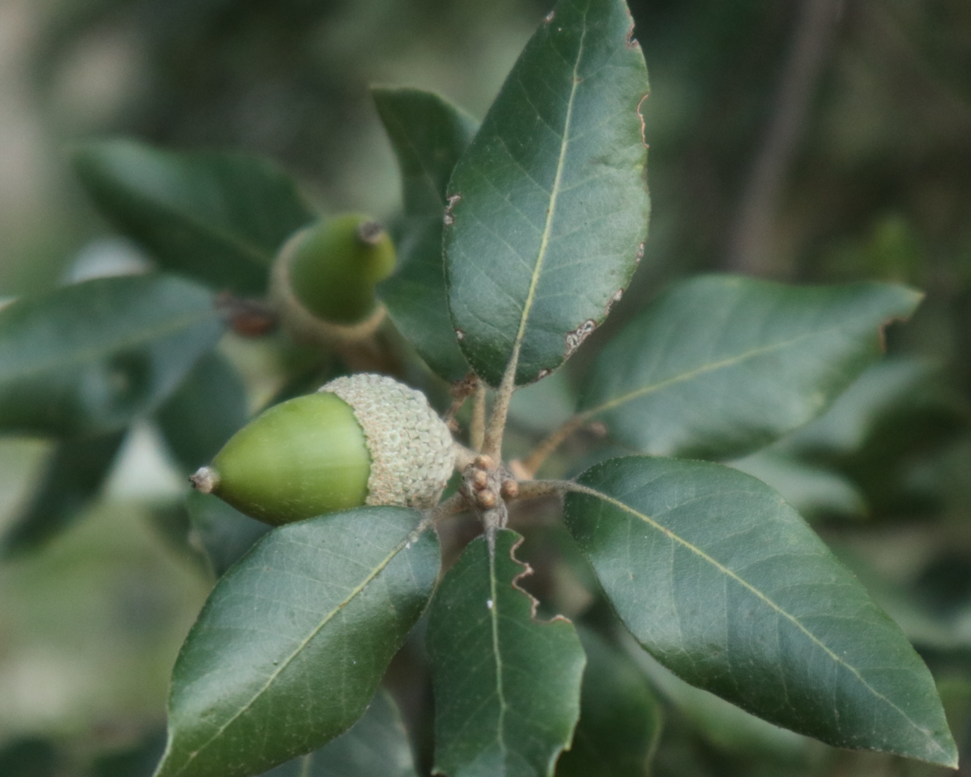 Acorn on oak tree