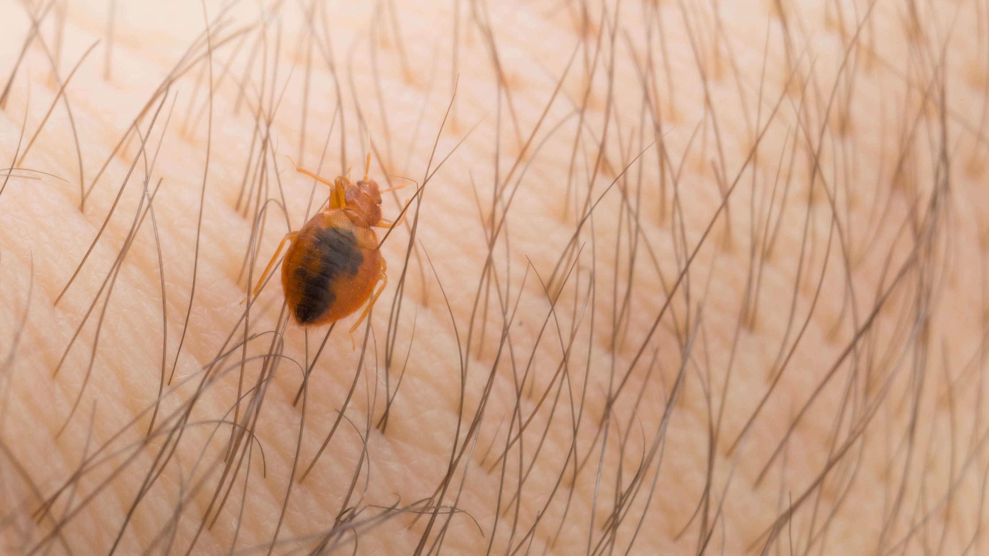 A close up of a bed bug on skin
