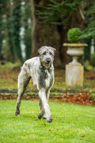 irish wolfhound