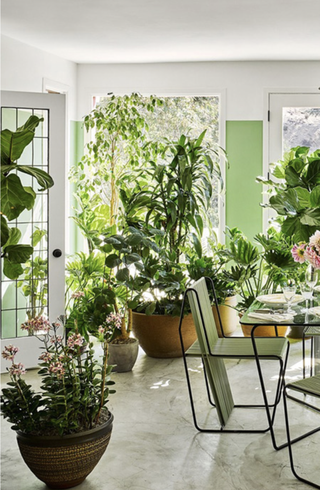 small sunroom with lots of plants