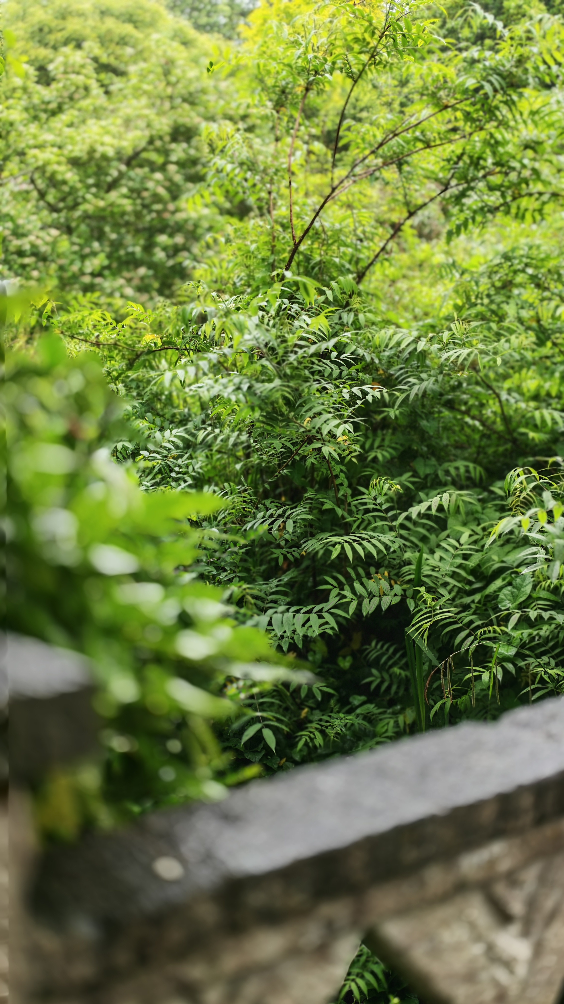 The Honor 400 Pro sample images