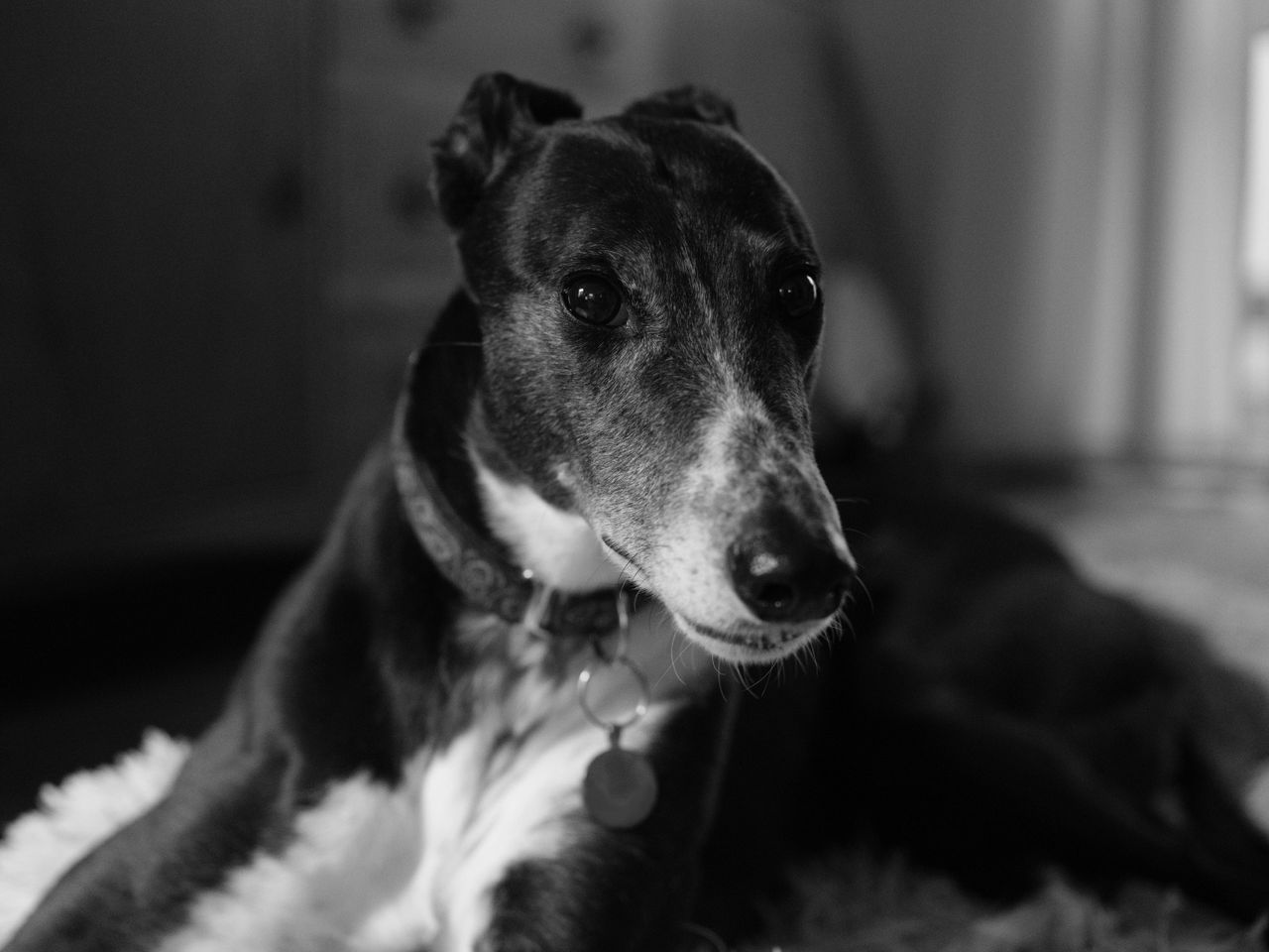 A black and white photo of a greyhound, taken on the Fujifilm GFX100 II