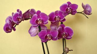 A phalaenopsis orchid