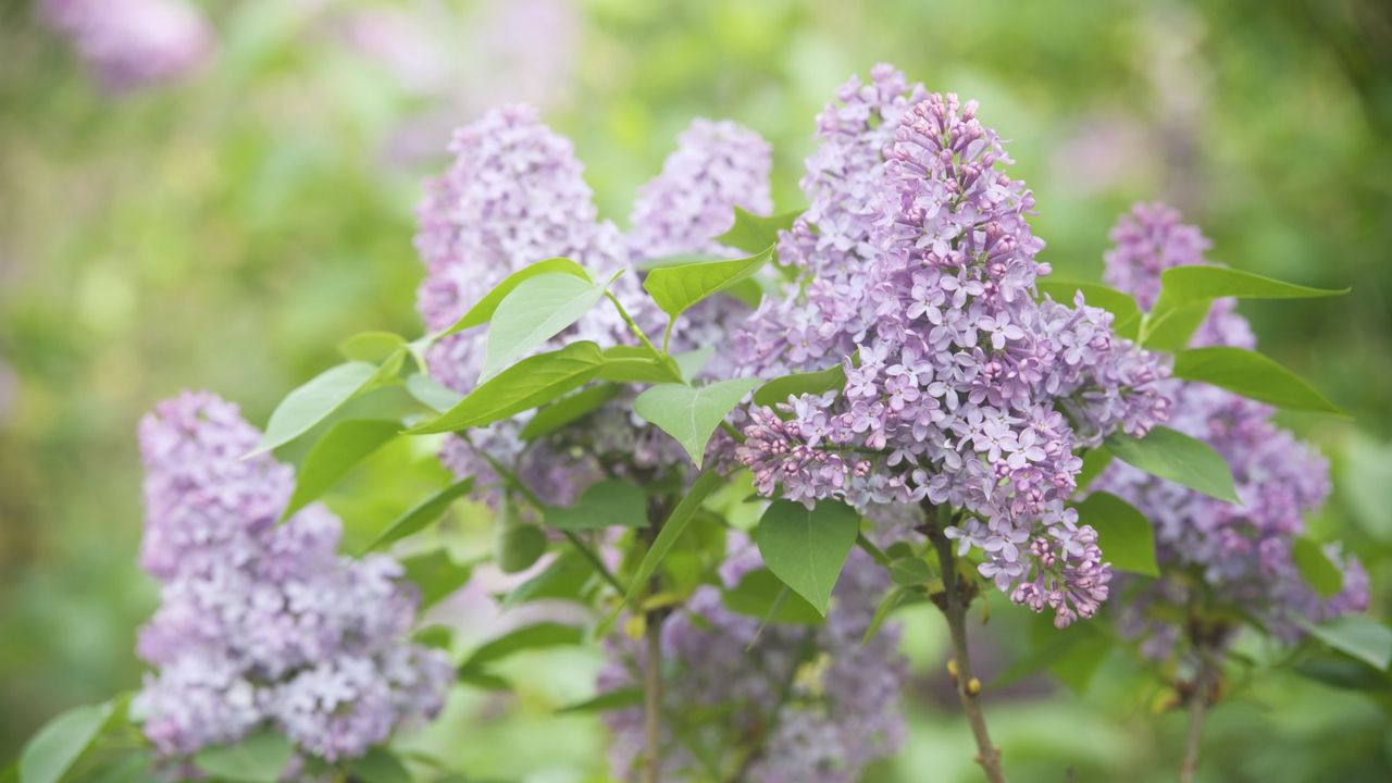 A cluster of pink lilac blooms on a shrub in the sunshine