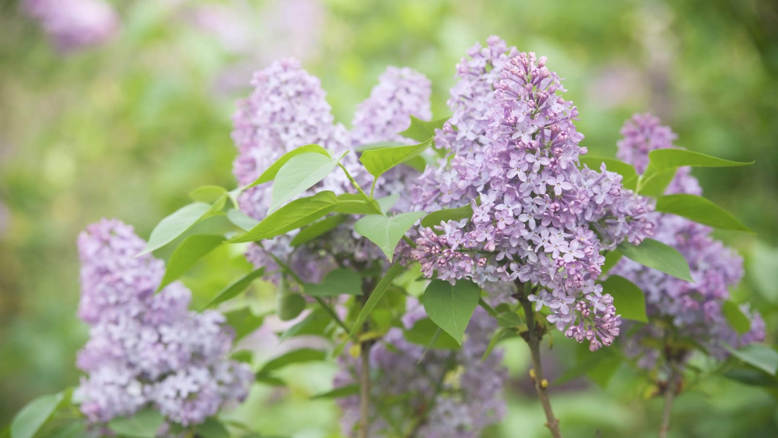 A cluster of pink lilac blooms on a shrub in the sunshine