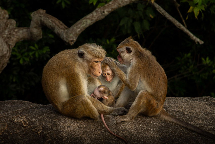 Photograph portraying a tender moment between a family of monkeys, taken by Victor Reichert from France.