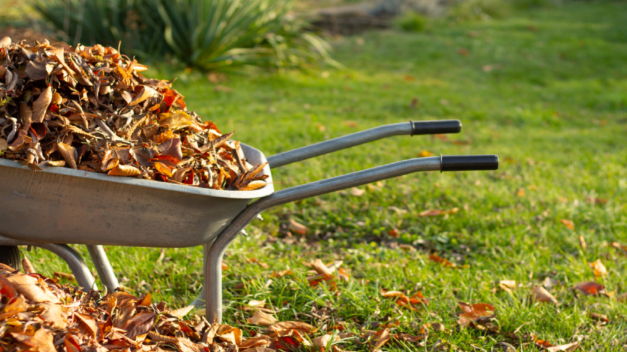 Fallen leaves piled up in wheel barrow