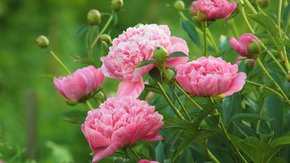 pink peony flowers