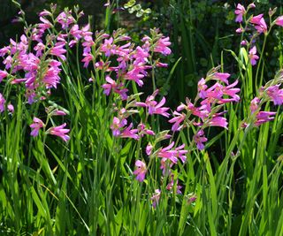 Gladioli