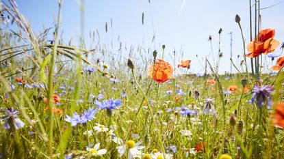 Wild flower meadow with chamomile flowers, poppies and cornflowers against blue sky