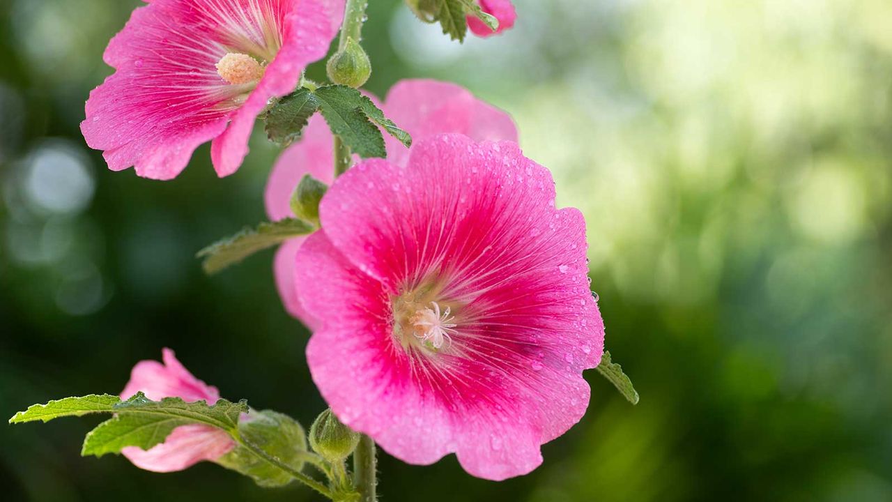 pink hollyhocks