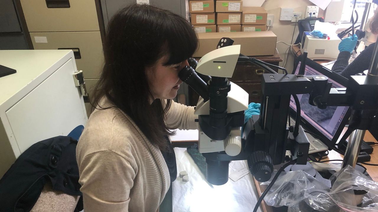 Researchers doing microwear analysis on stone tools.