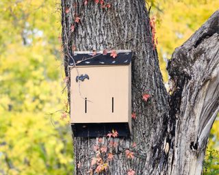 A bat house hangs in a tree with light green leaves on trees behind behind it in soft focus