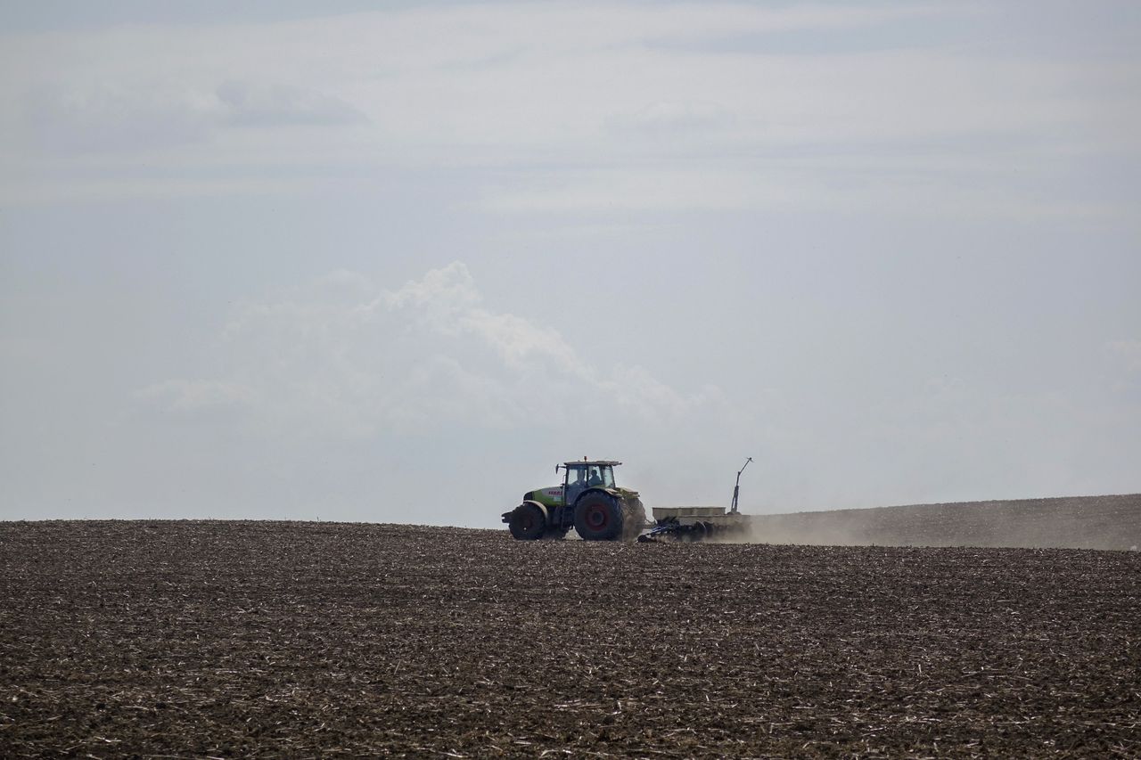 Wheat harvesting.