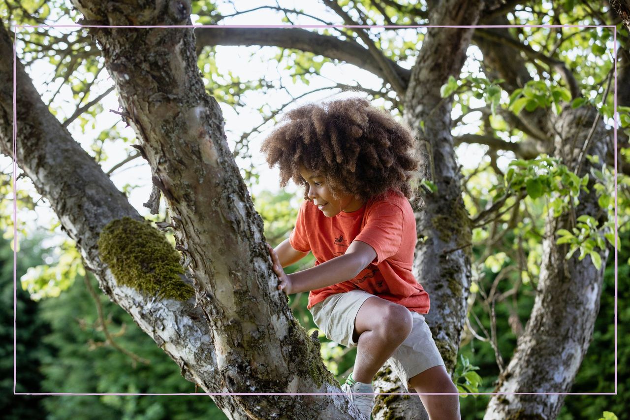 A young boy climbing a tree